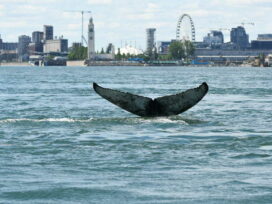 La Baleine de Montréal