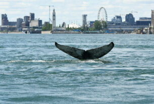 La Baleine de Montréal