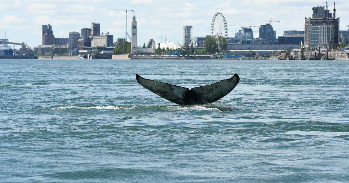 La Baleine de Montréal